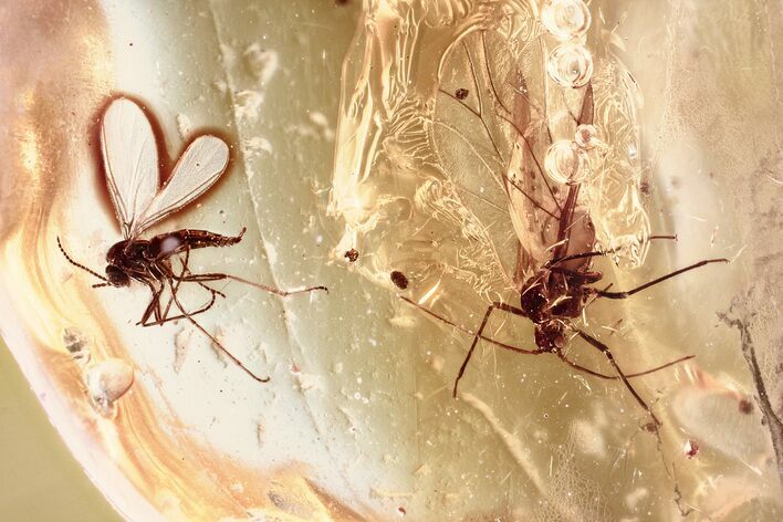 Fossil Aphid and Dark-Winged Fungus Gnat In Baltic Amber #372613